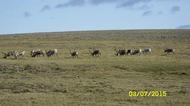 Nordkapp — archiwum Right Riders, 2015